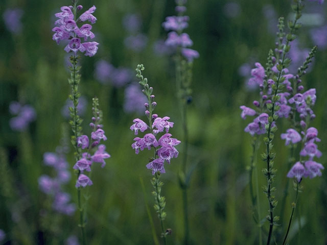 Physostegia pulchella (Showy false dragonhead) #8413