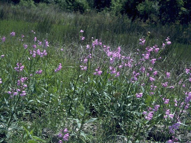 Physostegia purpurea (Eastern false dragonhead) #8416