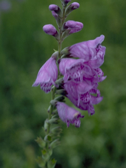 Physostegia purpurea (Eastern false dragonhead) #8417