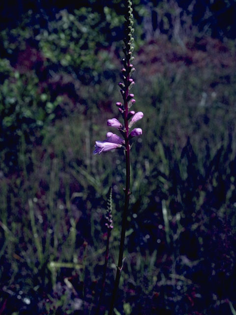 Physostegia purpurea (Eastern false dragonhead) #8418