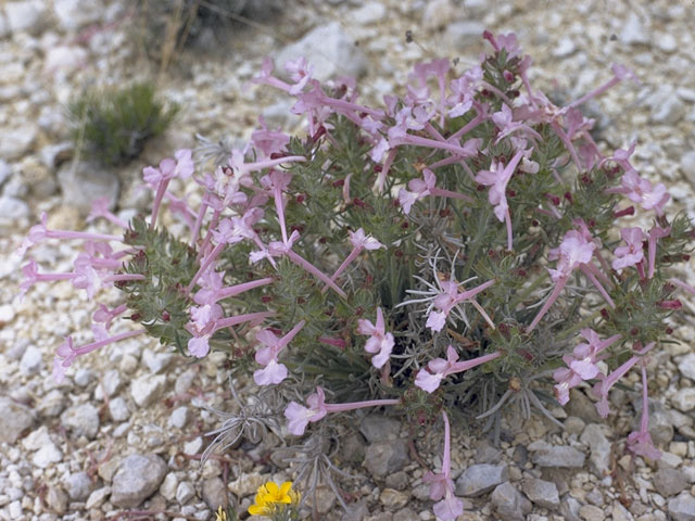 Salvia whitehousei (Clustered sage) #8458