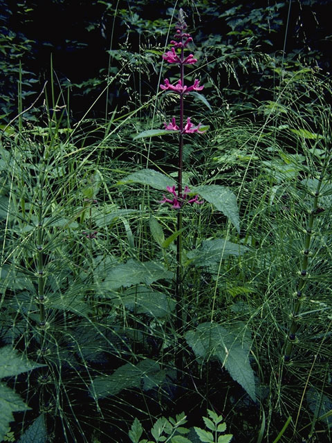 Stachys chamissonis (Coastal hedgenettle) #8467