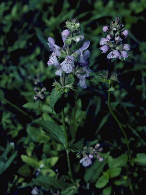 Stachys clingmanii (Clingman's hedgenettle) #8469