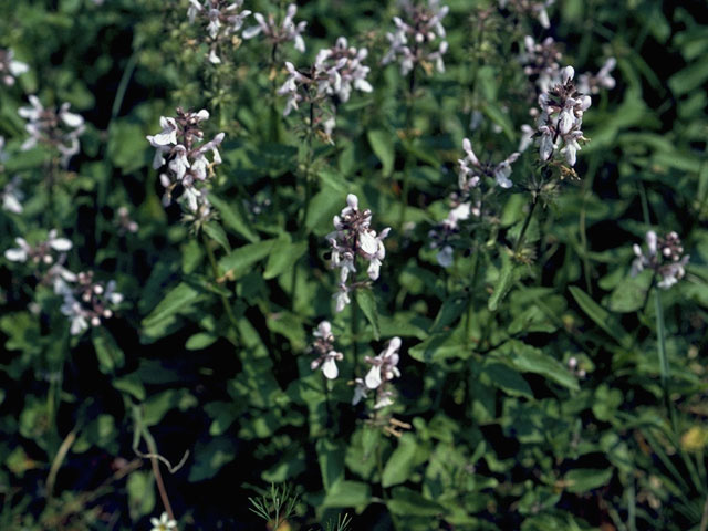 Stachys clingmanii (Clingman's hedgenettle) #8470