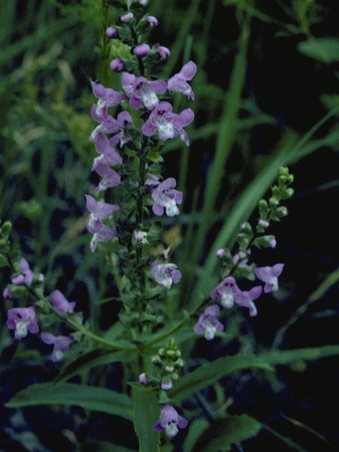 Warnockia scutellarioides (Prairie brazosmint) #8476