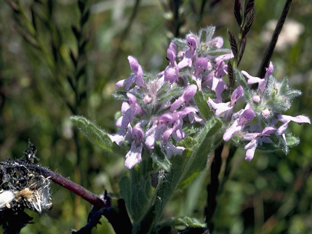 Stachys pycnantha (Shortspike hedgenettle) #8481