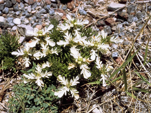 Teucrium cubense (Small coastal germander) #8491