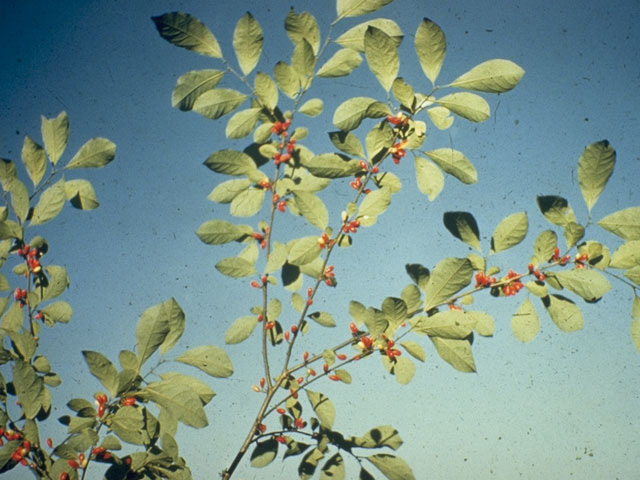 Lindera benzoin (Northern spicebush) #8500