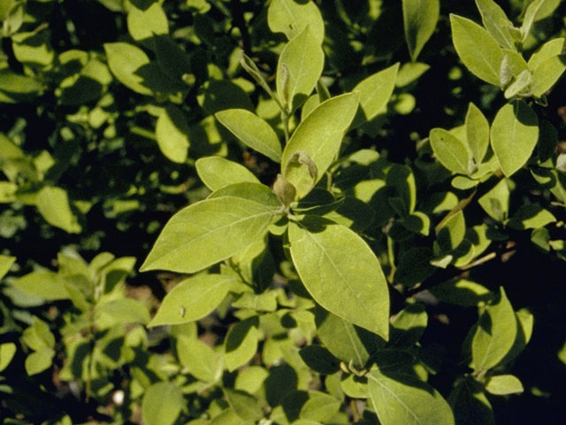 Lindera benzoin (Northern spicebush) #8502