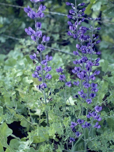 Baptisia australis (Blue wild indigo) #8530