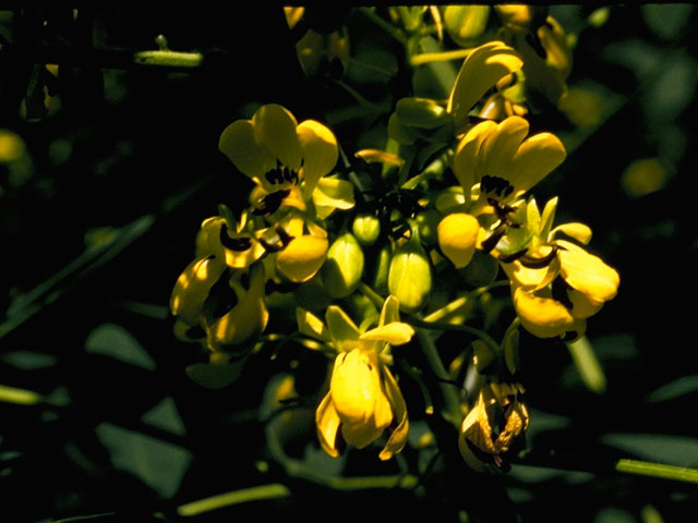 Senna hebecarpa (American senna) #8576