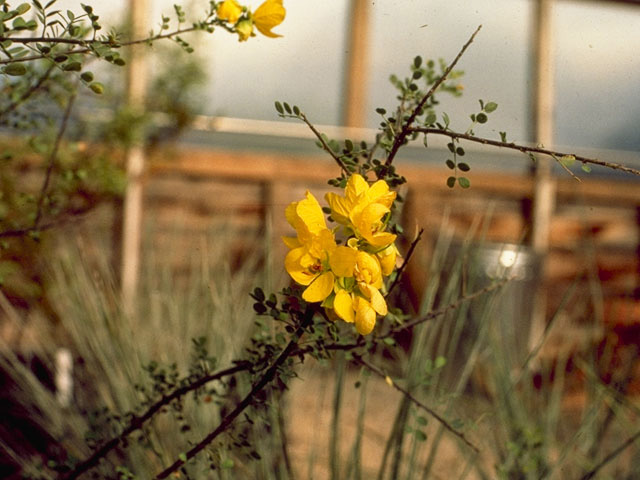 Senna wislizeni (Canyon senna) #8598