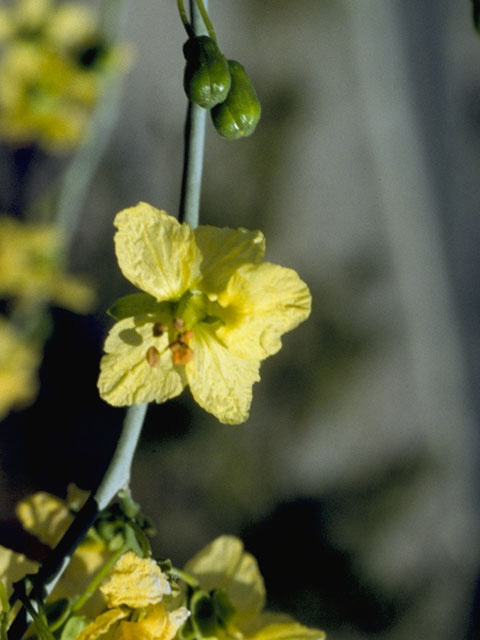 Parkinsonia florida (Blue paloverde) #8605