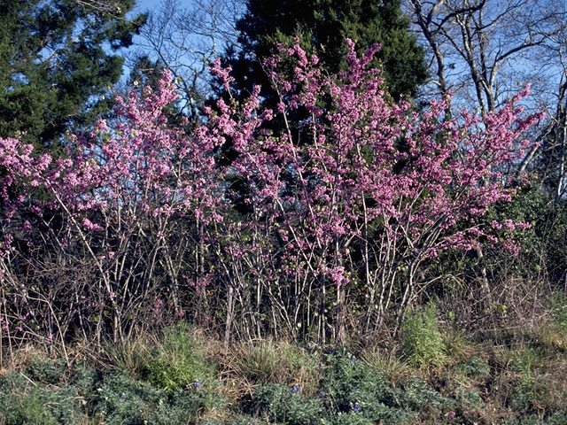 Cercis canadensis var. texensis (Texas redbud) #8612