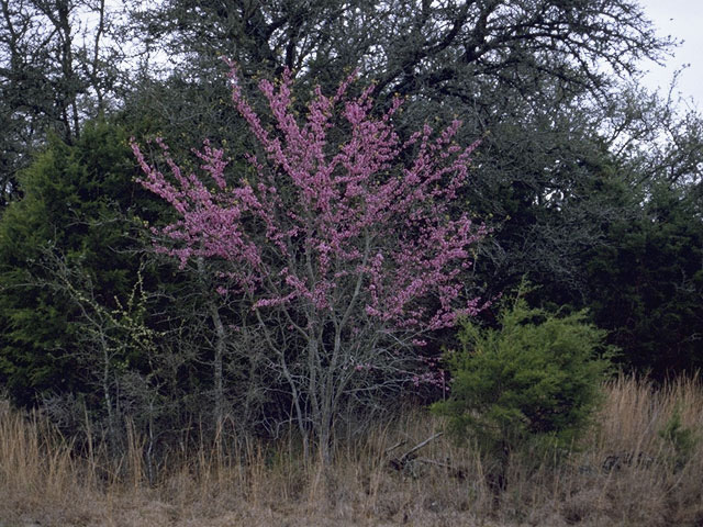 Cercis canadensis var. texensis (Texas redbud) #8614