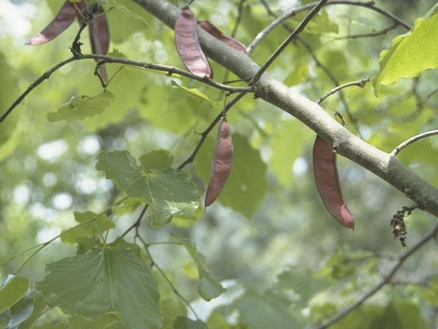 Cercis canadensis var. texensis (Texas redbud) #8615