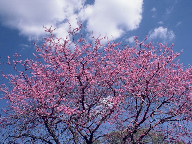 Cercis canadensis (Eastern redbud) #8617