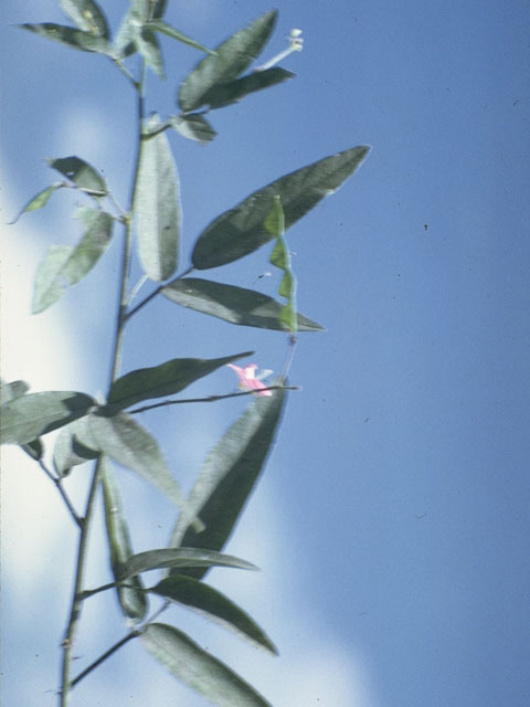 Desmodium cuspidatum (Largebract ticktrefoil) #8677