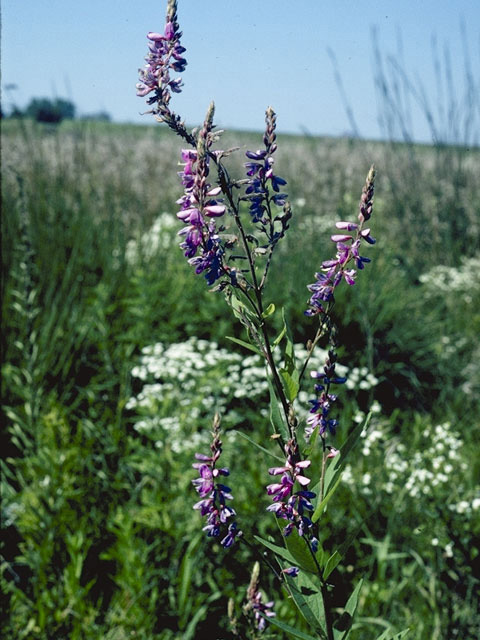 Desmodium illinoense (Illinois ticktrefoil) #8679