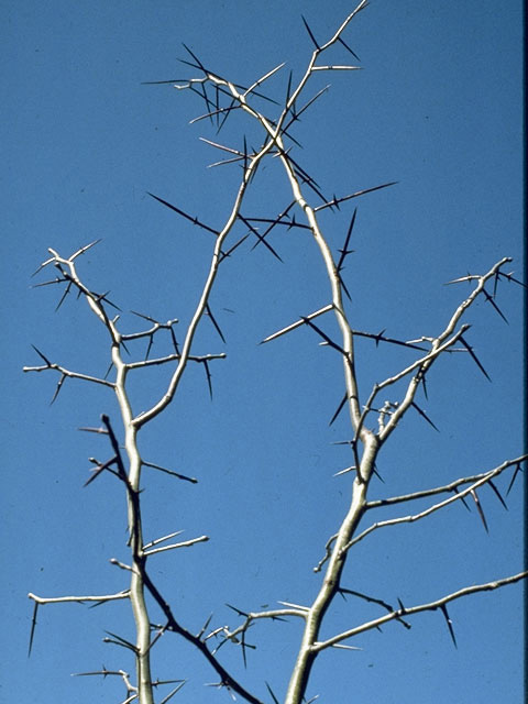 Gleditsia triacanthos (Honey locust) #8701