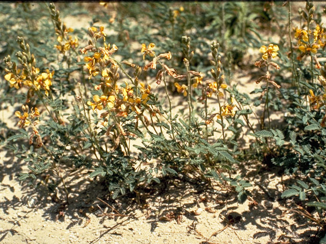 Hoffmannseggia glauca (Indian rushpea) #8716