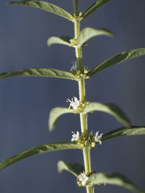 Lycopus rubellus (Taperleaf water horehound) #8816