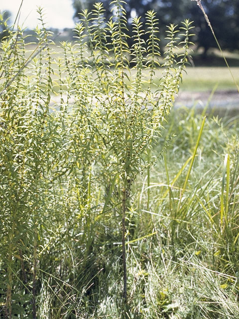 Lycopus rubellus (Taperleaf water horehound) #8817