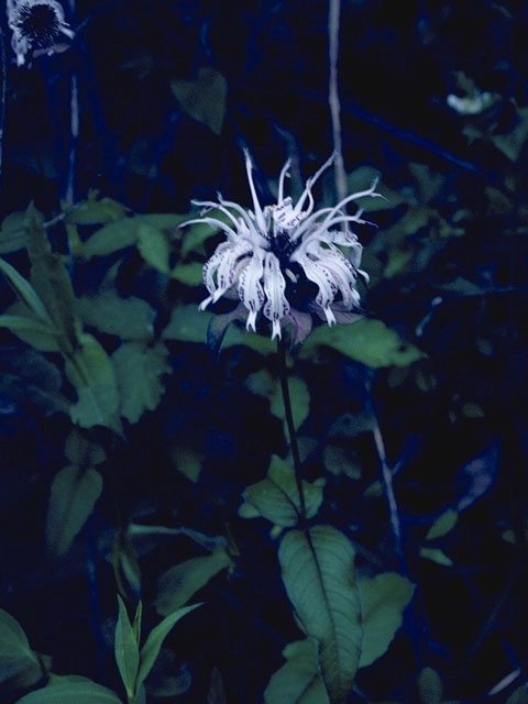 Monarda bradburiana (Eastern beebalm) #8830