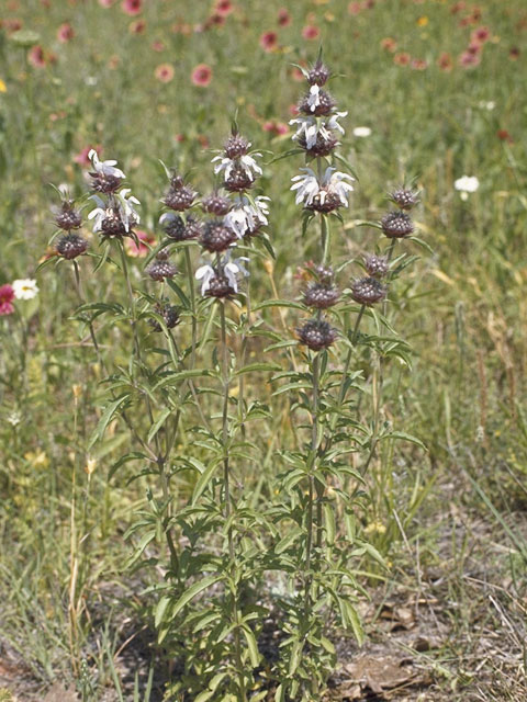 Monarda clinopodioides (Basil beebalm) #8842