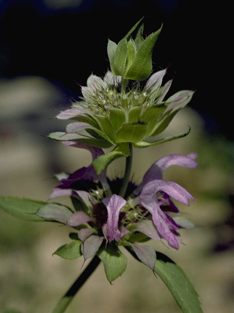 Monarda citriodora (Lemon beebalm) #8845