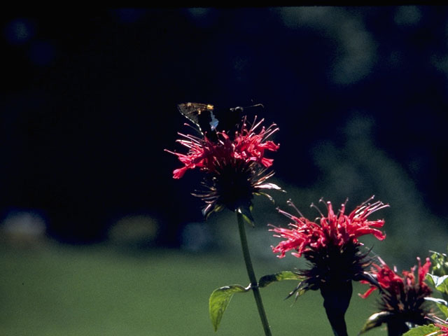 Monarda didyma (Scarlet beebalm) #8849