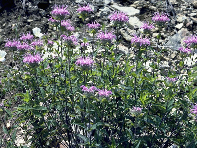 Monarda fistulosa (Wild bergamot) #8854