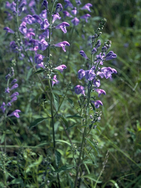 Scutellaria floridana (Florida skullcap) #8924