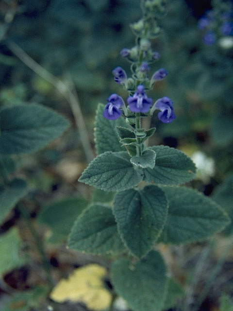 Scutellaria ovata ssp. bracteata (Heartleaf skullcap) #8933