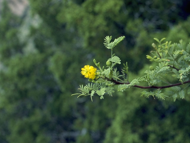 Vachellia constricta (Whitethorn acacia) #8947