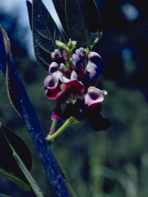 Apios americana (Groundnut) #8976