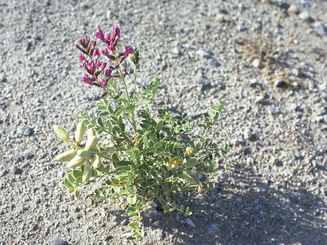 Astragalus crotalariae (Salton milkvetch) #9003