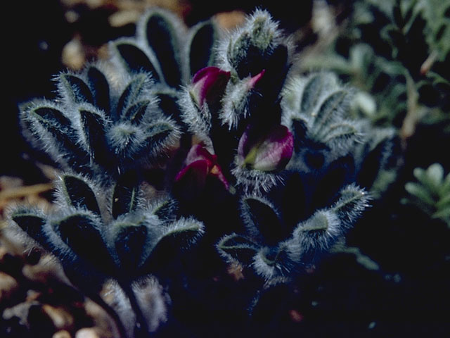 Lupinus concinnus (Bajada lupine) #9042