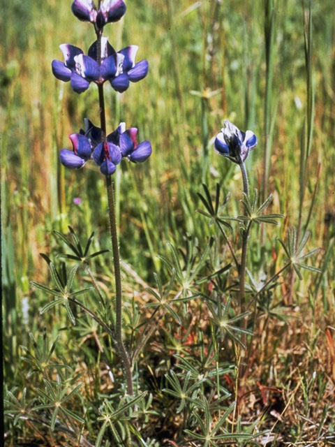 Lupinus nanus (Ocean-blue lupine) #9065