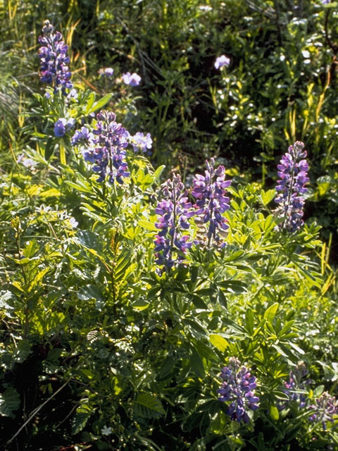 Lupinus nootkatensis (Nootka lupine) #9067