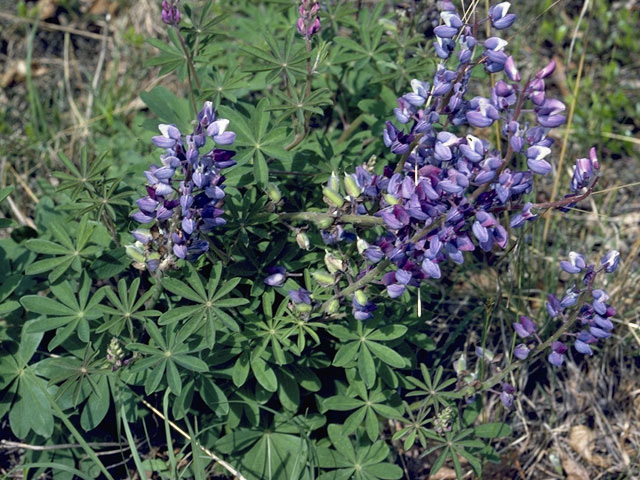 Lupinus perennis (Sundial lupine) #9071