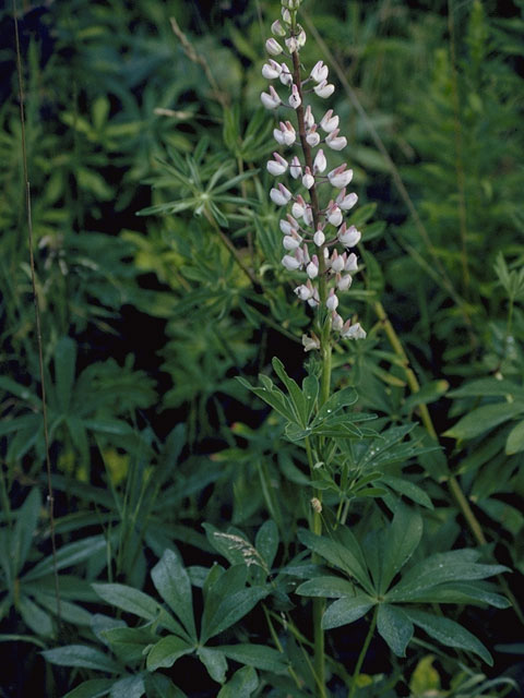 Lupinus perennis (Sundial lupine) #9074