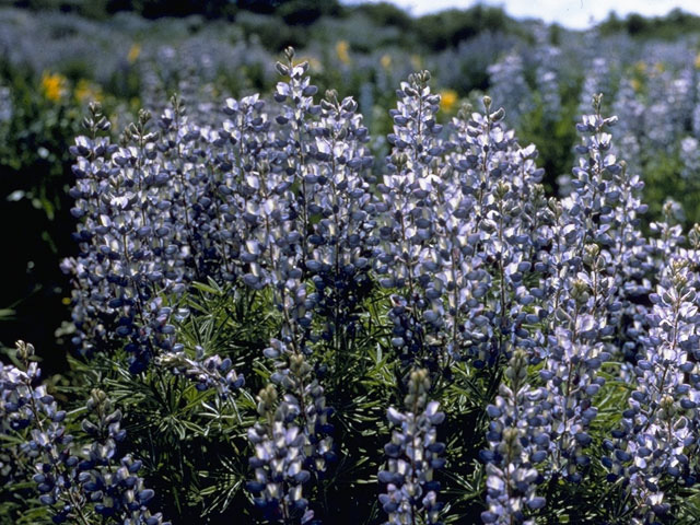 Lupinus sericeus (Silky lupine) #9083