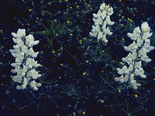 Lupinus texensis (Texas bluebonnet) #9107