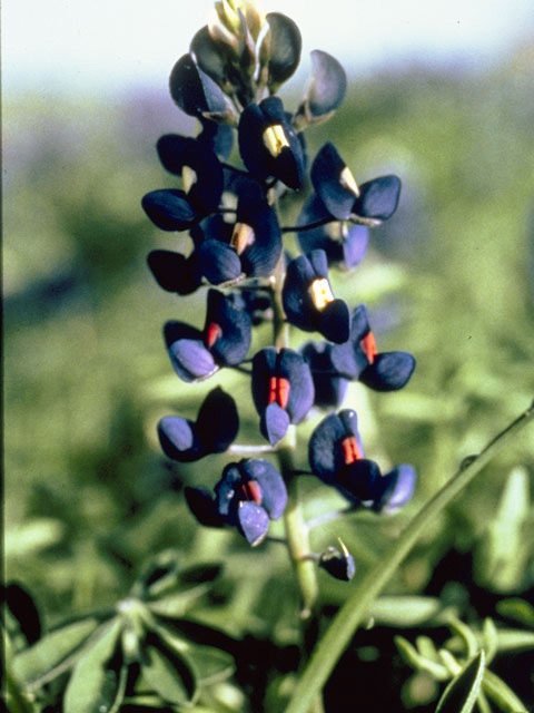 Lupinus texensis (Texas bluebonnet) #9112