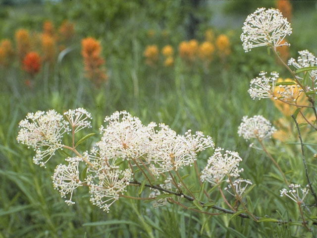 Ceanothus herbaceus (Prairie redroot) #9128