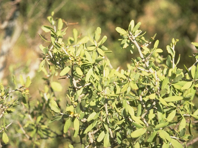 Ziziphus obtusifolia var. obtusifolia (Lotebush) #9143