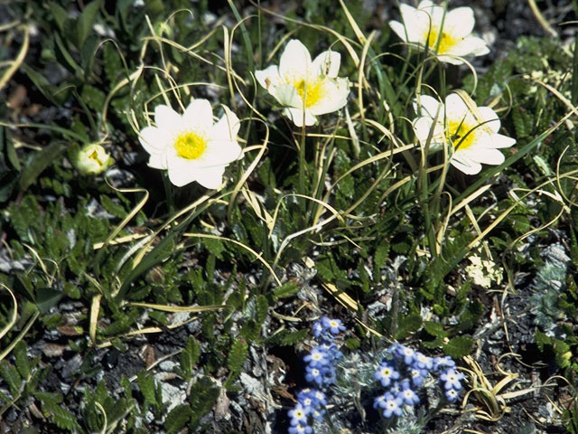 Dryas octopetala (Eightpetal mountain-avens) #9191