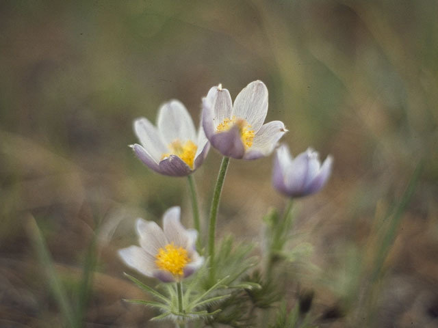 Pulsatilla patens (Eastern pasqueflower) #9210