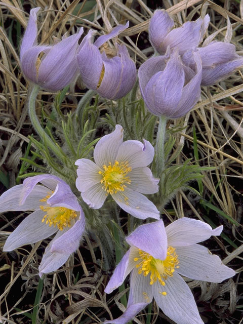 Pulsatilla patens (Eastern pasqueflower) #9219